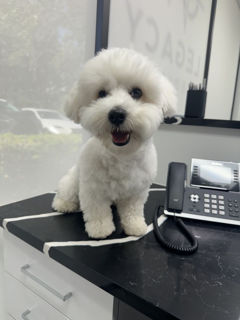 A small white dog sitting on the front desk