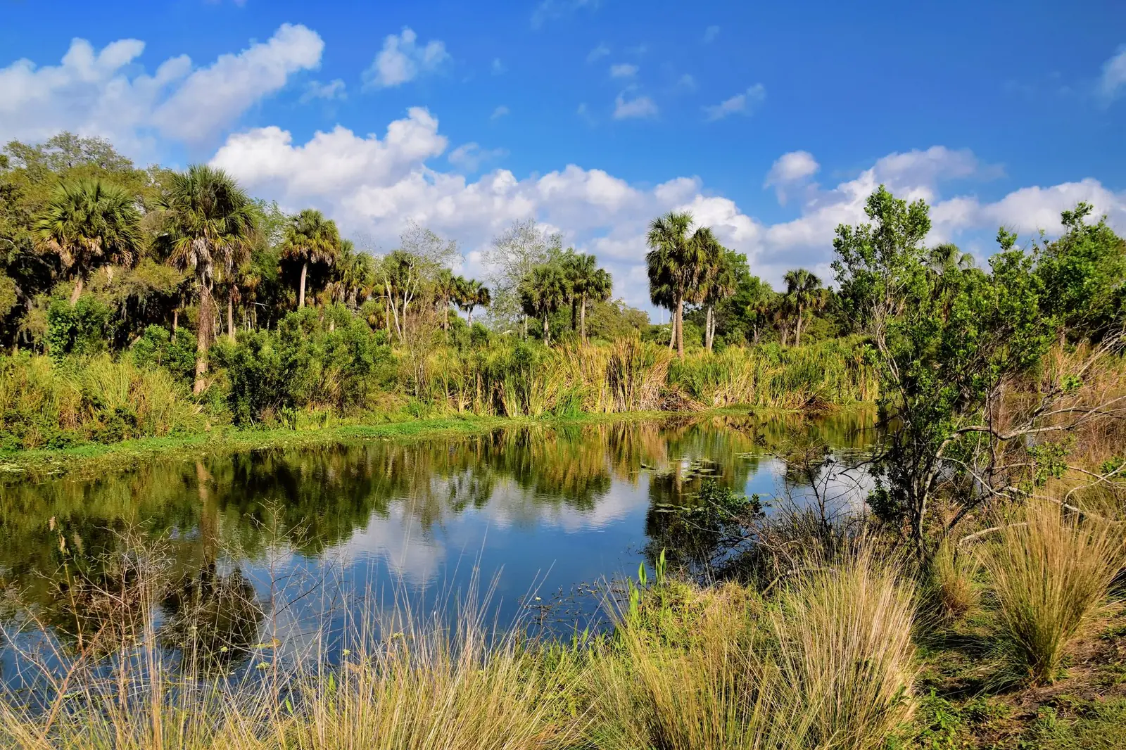 A still lake reflecting palm trees, green scrub and a blue sky with white clouds