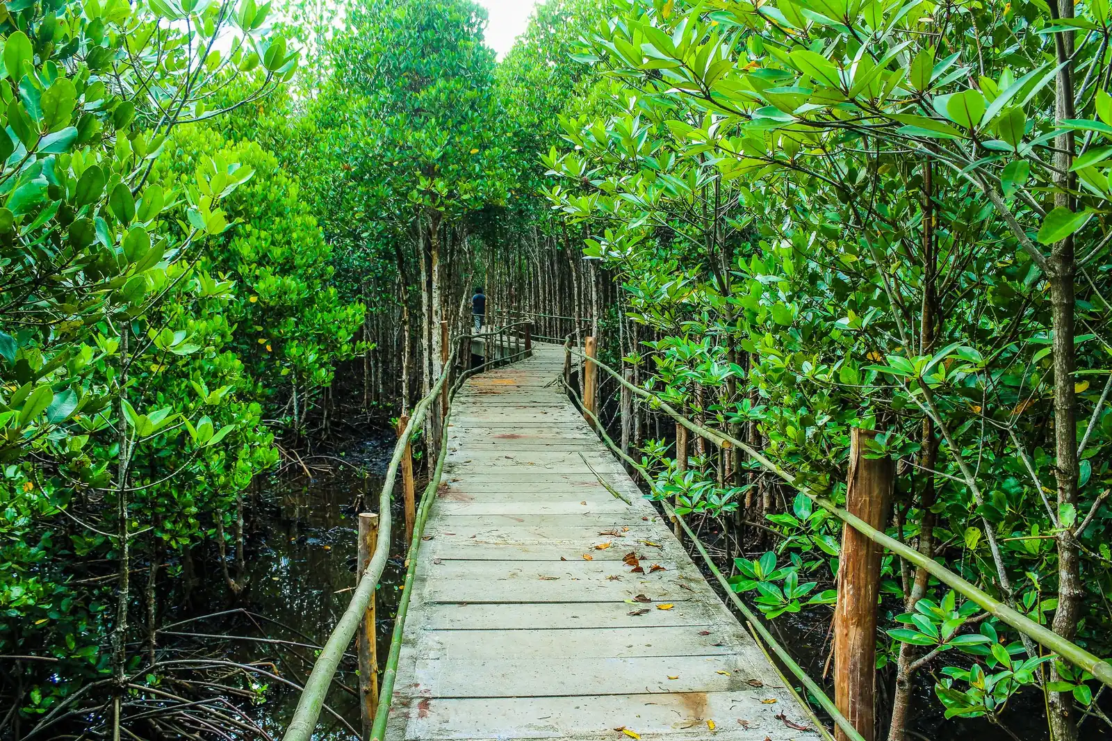 A wooden boardwalk winding through a green mangrove forest in daylight