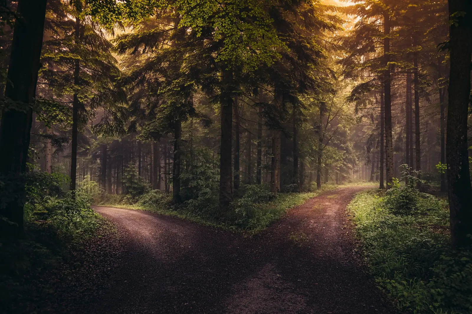 A dirt road splitting into two paths through a misty forest in soft morning light