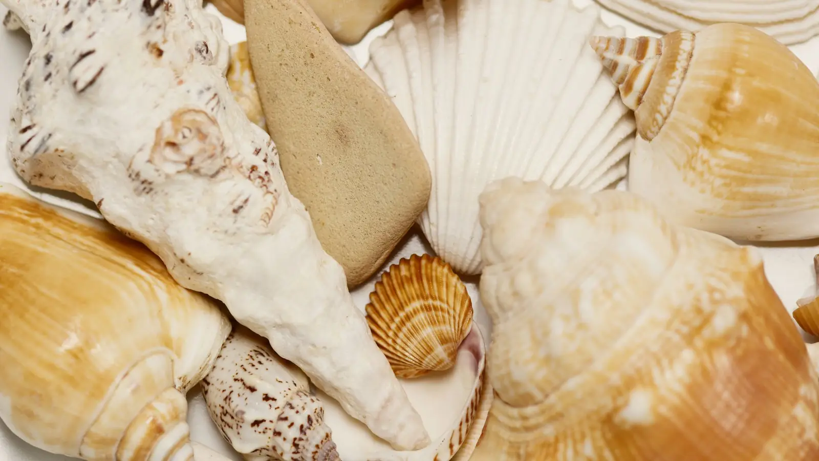 A close view of assorted cream and amber seashells piled together