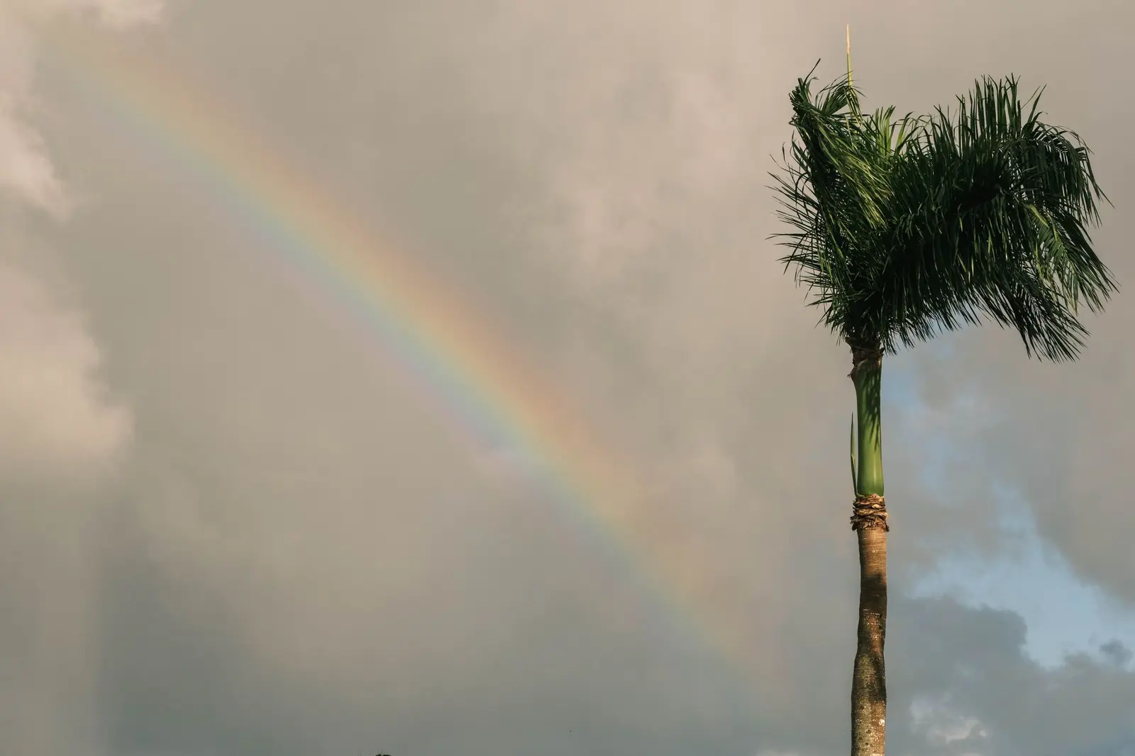 A rainbow arching across a cloudy sky beside a tall palm tree after a passing storm