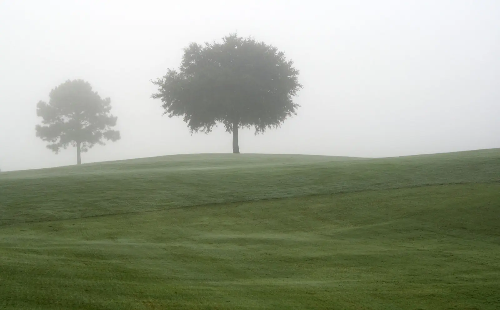 Two trees on a rolling green golf course in morning fog