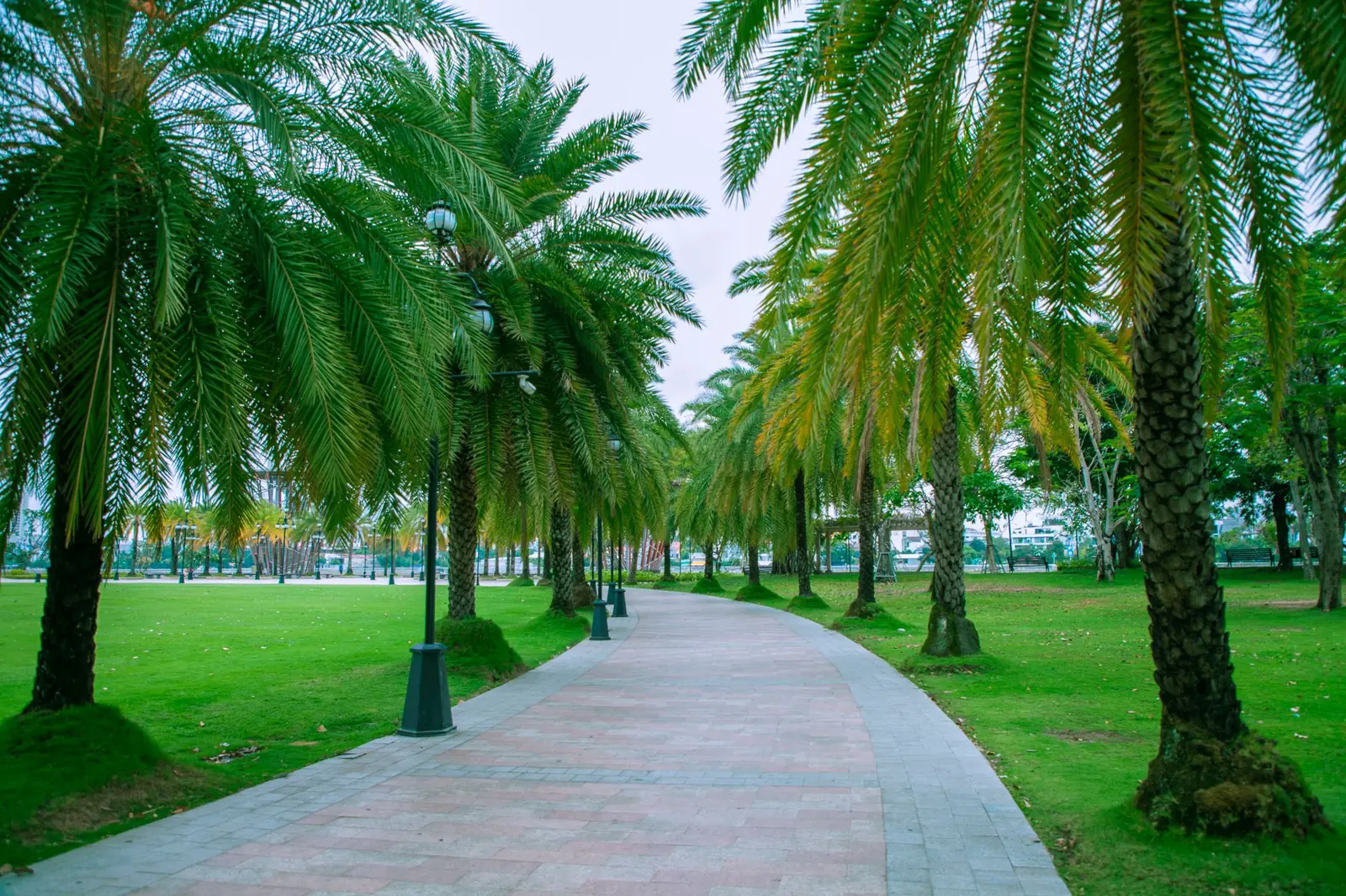 A curving paved walkway lined with tall palm trees and green lawn in a park