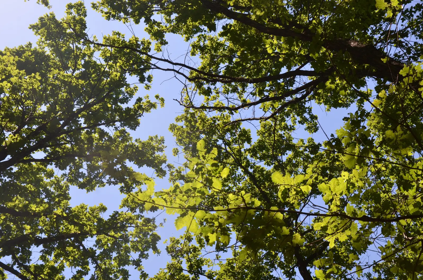 Looking up through the leafy green branches of a tree against a blue sky