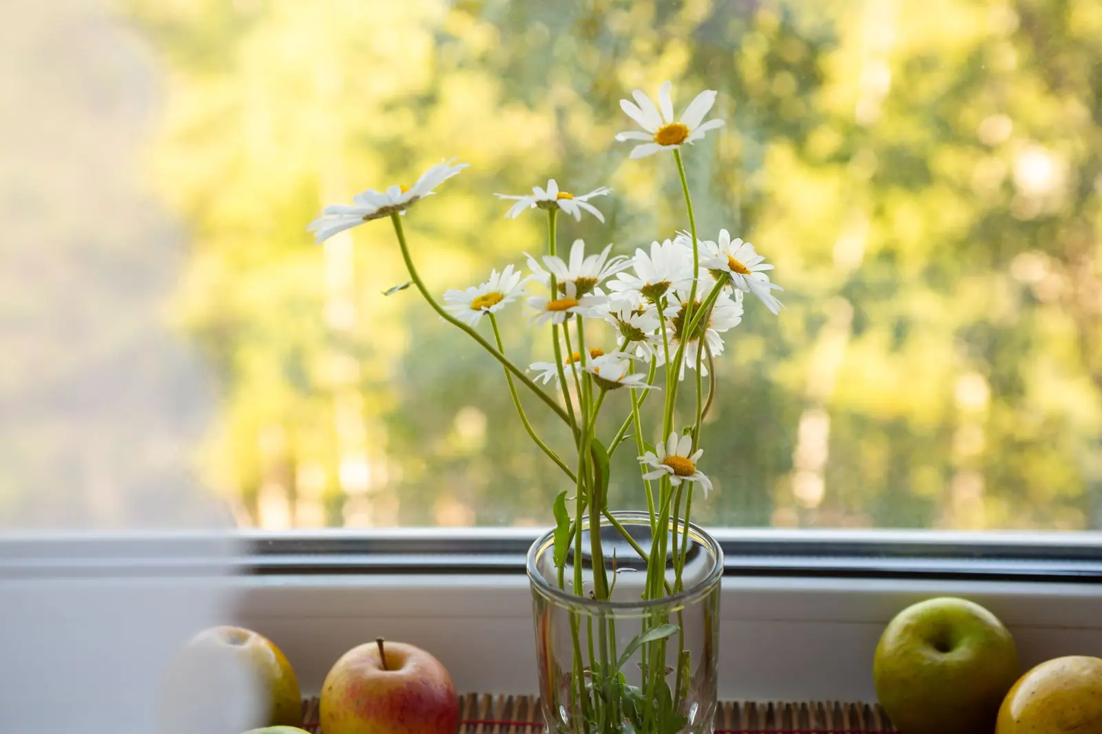 White daisies in a glass jar on a sunny windowsill beside apples