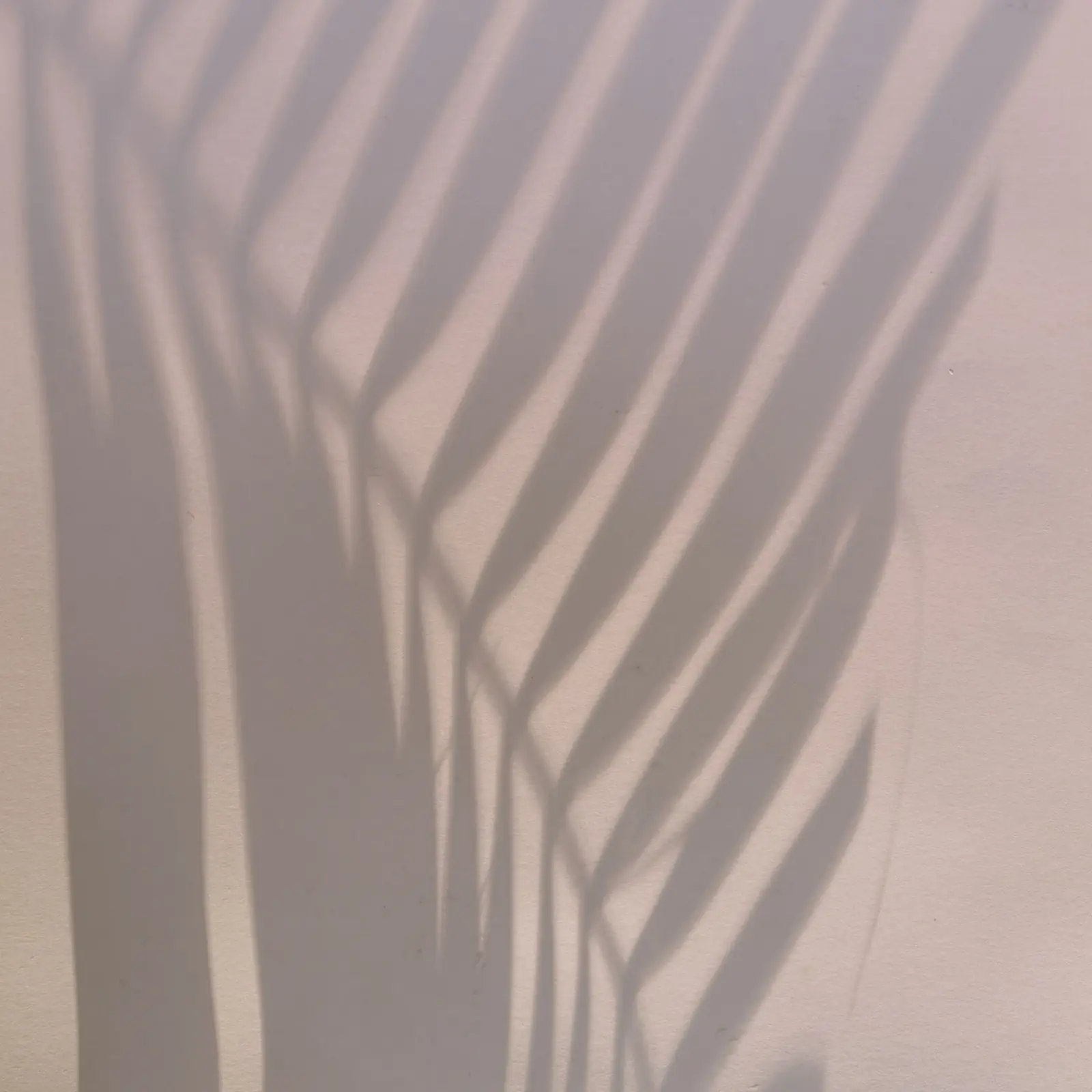 The shadow of palm leaves on a warm, light wall.