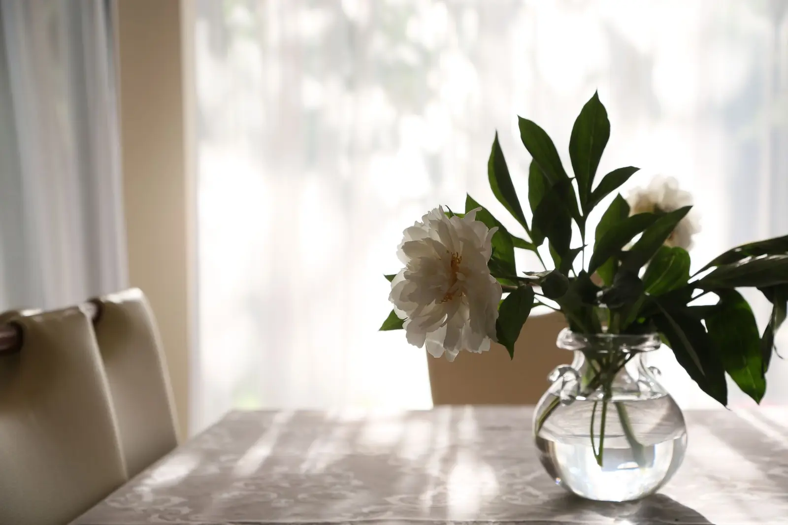 White peonies in a round glass vase on a sunlit table in front of sheer curtains